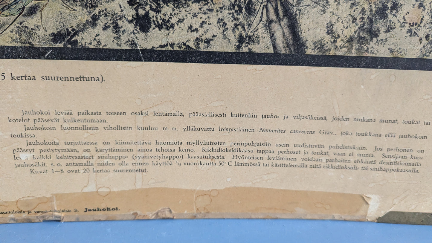 Opetustaulu - Jauhokoi (Tuholaiskuvia II)