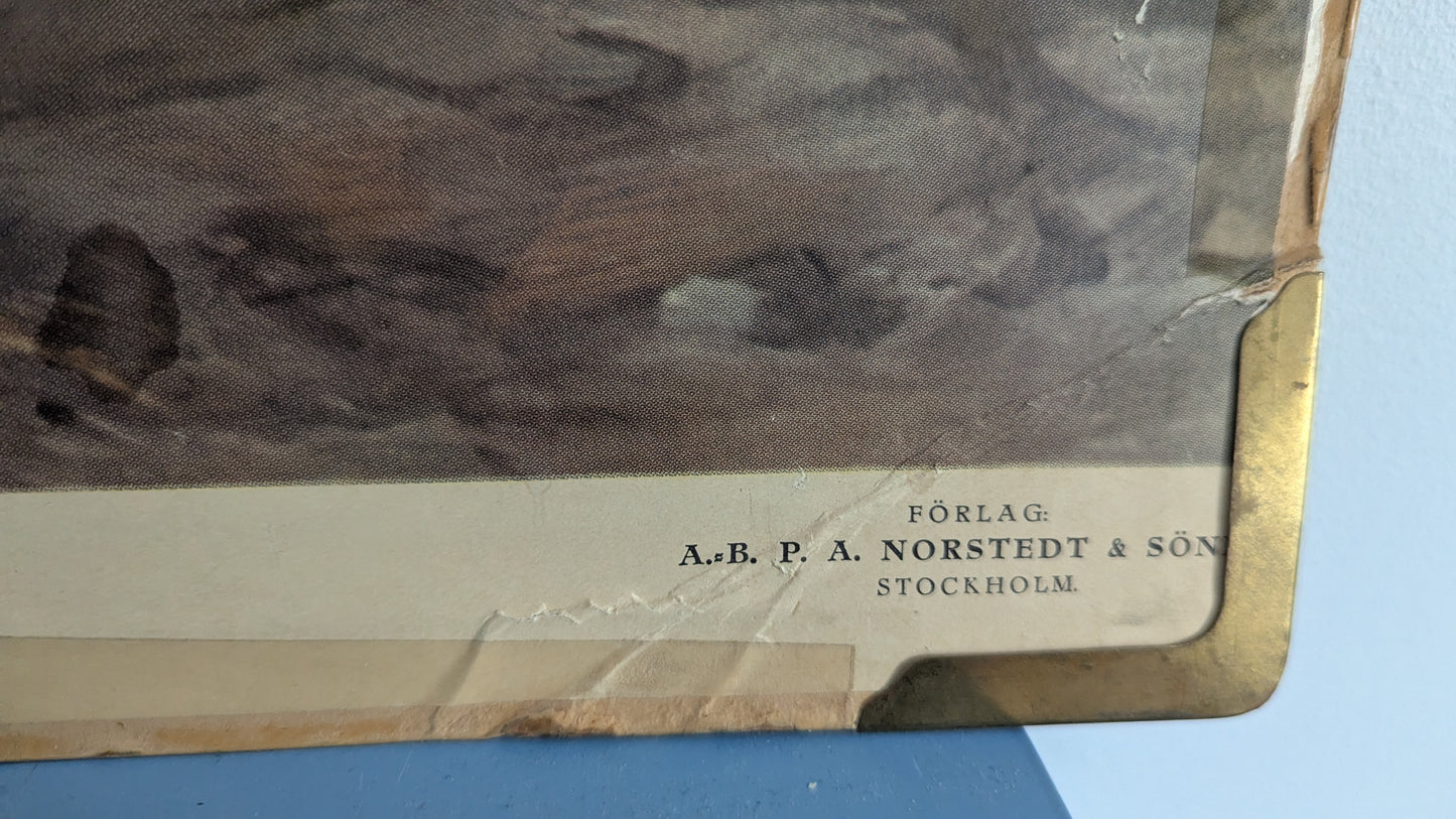 Opetustaulu - Täplikäs ja Juovikas Hyeena (1948)