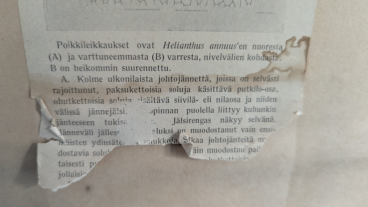 Opetustaulu - Kaksisirkkaisen Varsi (Valistuksen Kasvianatomisia Kuvia 6)