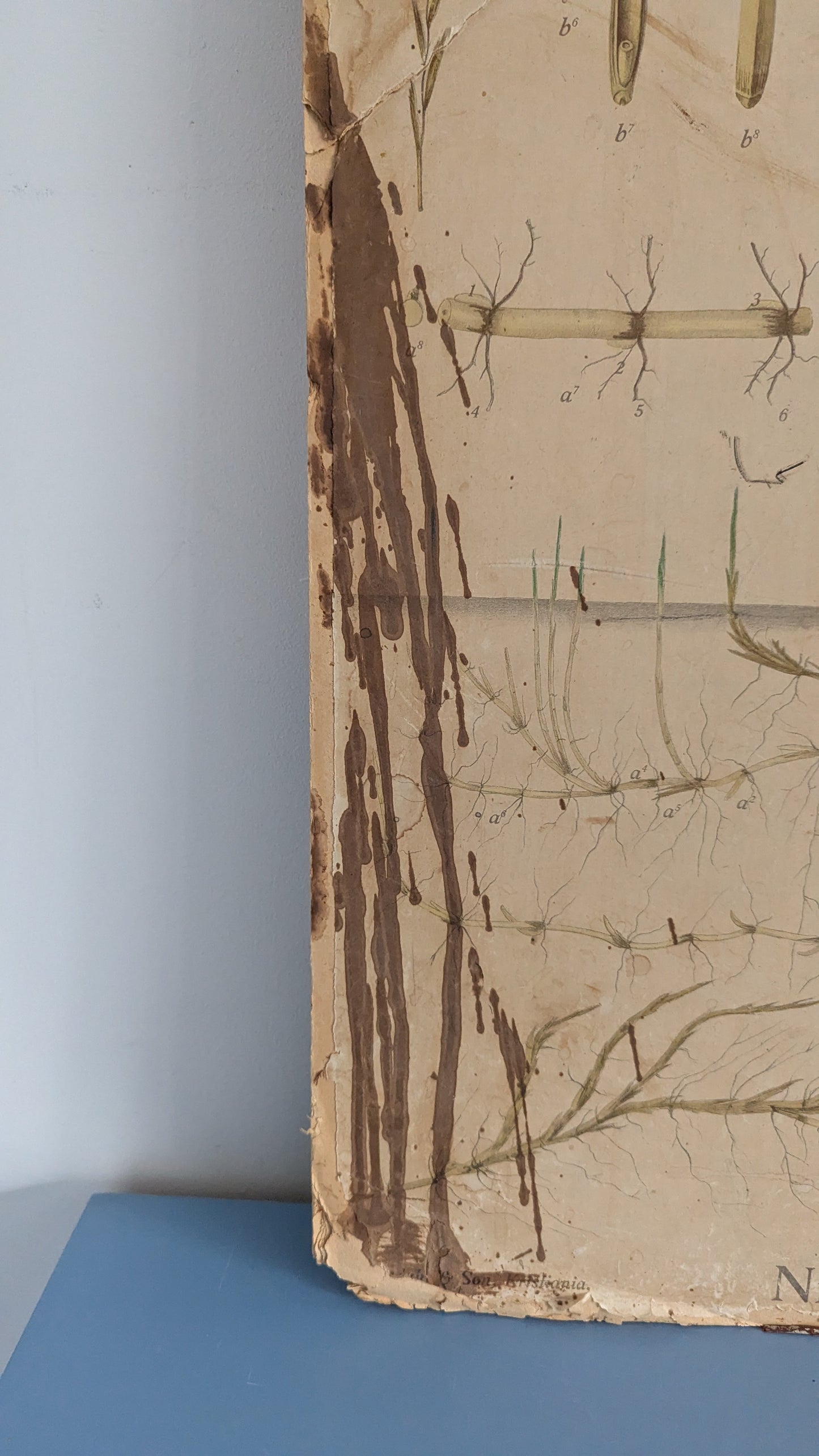 Opetustaulu - Eilif Korsmon rikkakasvitauluja - Juolavehnä