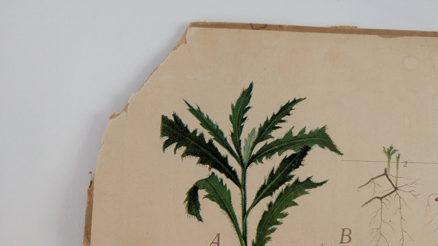 Opetustaulu - Eilif Korsmon Rikkakasvitauluja - Pelto-Ohdake