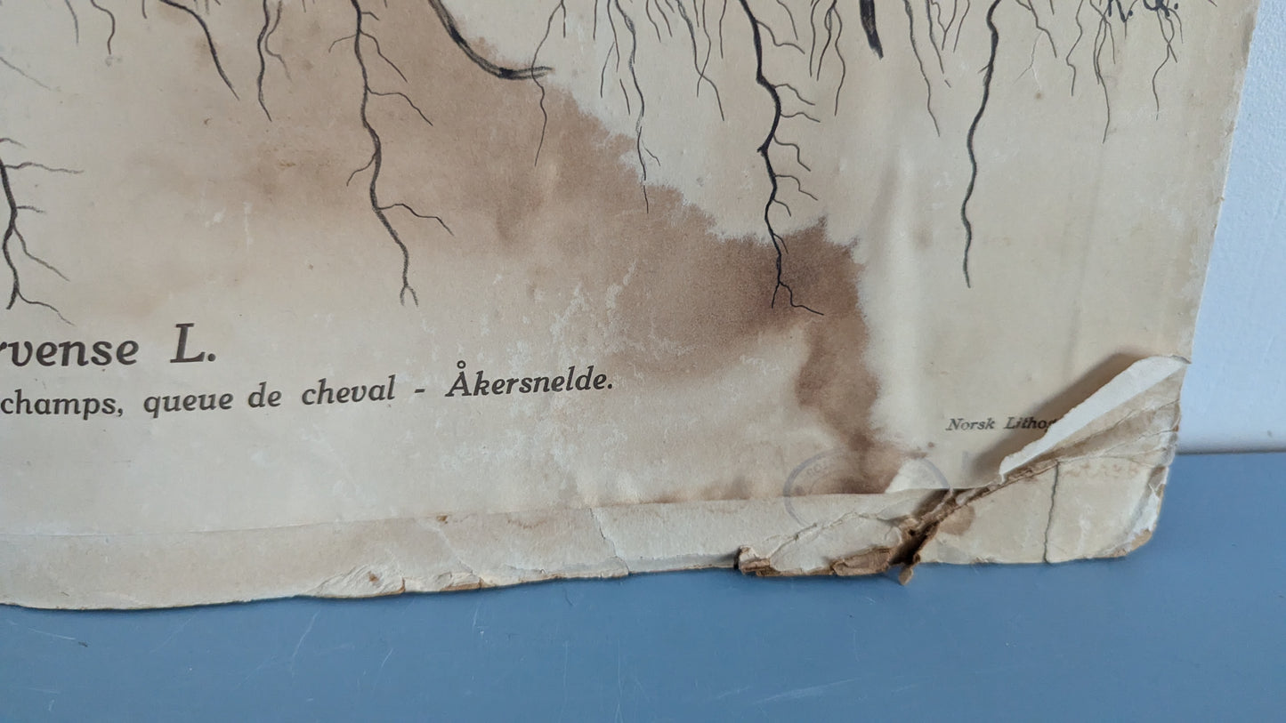 Opetustaulu - Pellermon Taulusarja No 7 Suomen Osuuskassat 1927 (Kaksipuoleinen)