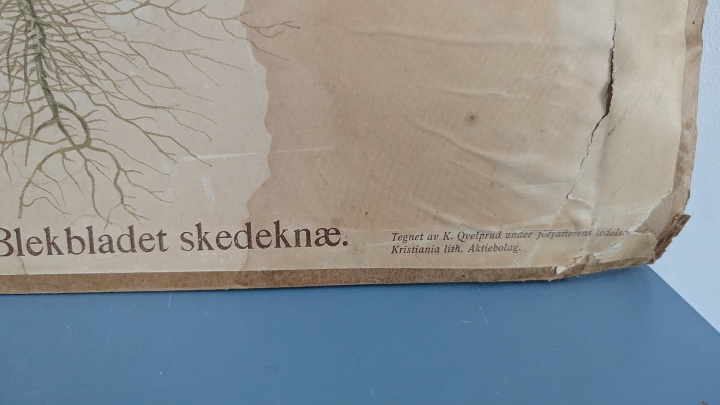 Opetustaulu - Eilif Korsmon rikkakasvitauluja - Viisisädetyräkki / Ukontatar
