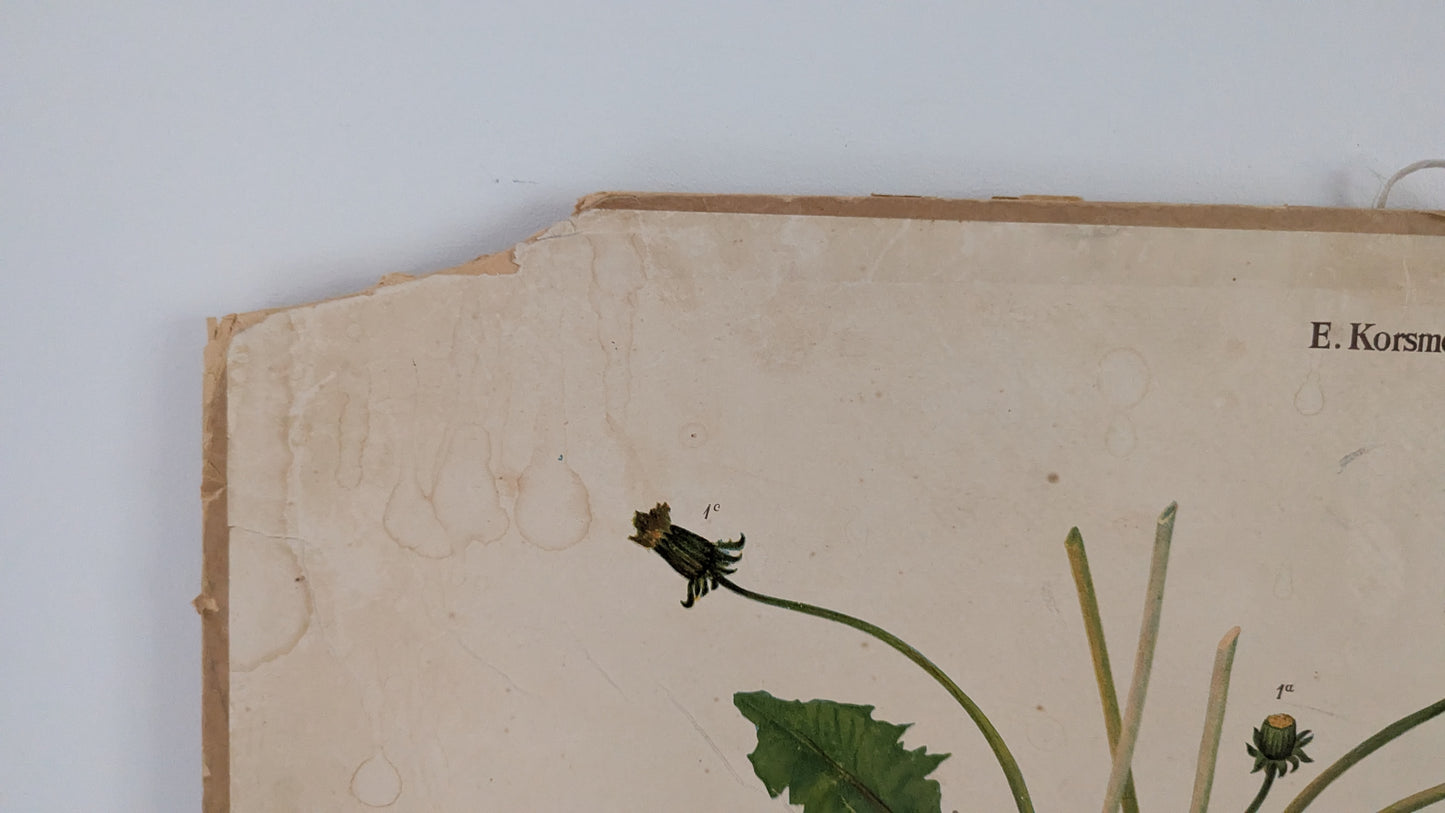 Opetustaulu - Eilif Korsmon rikkakasvitauluja - Voikukka