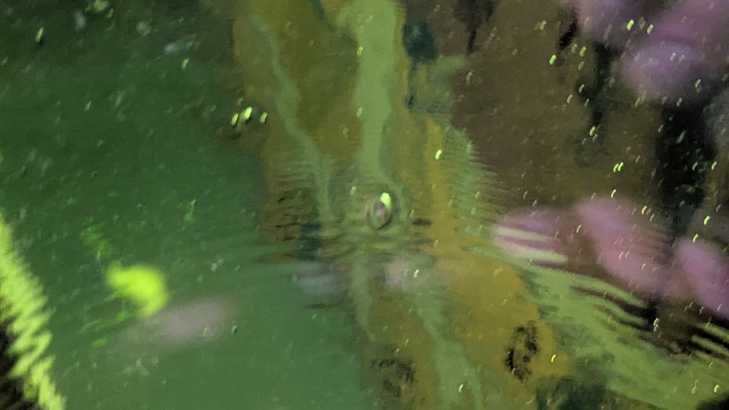 Humppila Talonpoika Kulho / Tarjoilukulho (1972-1987)