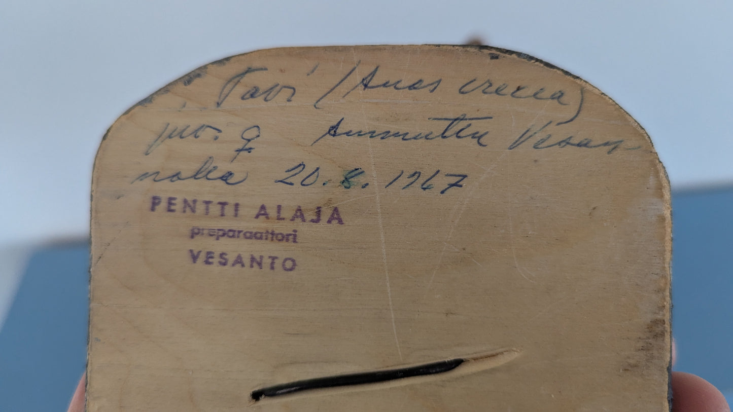 Täytetty Tavi Naaras (1967, Pentti Alaja)