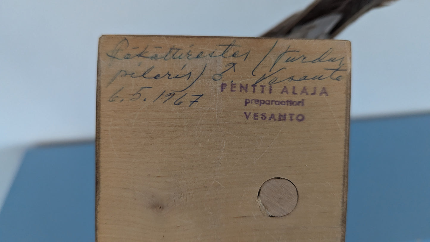 Täytetty Räkättirastas Uros (1967, Pentti Alaja)