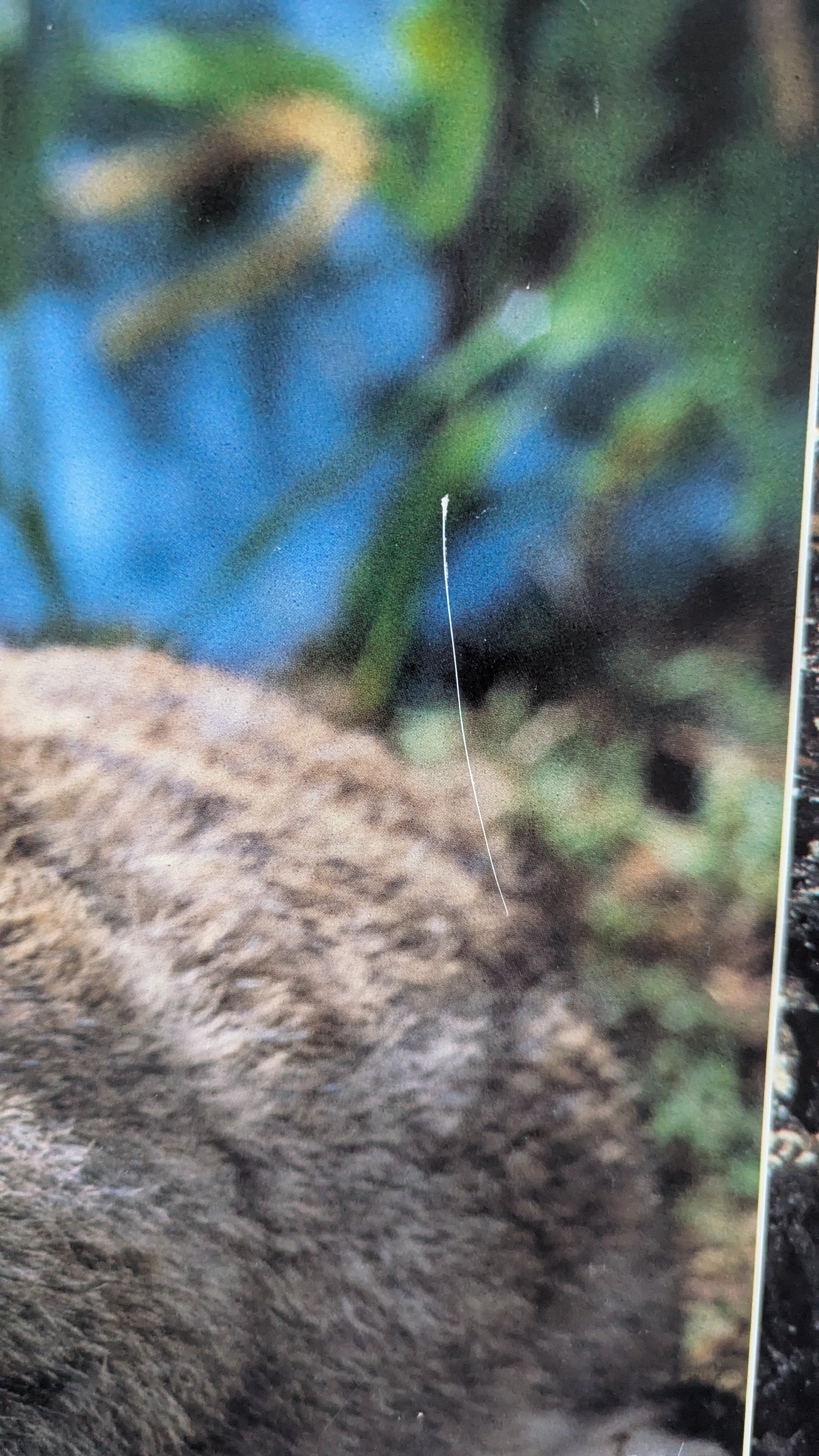 Opetustaulu - Kaniini ja Hamsteri (Caspro Ky)