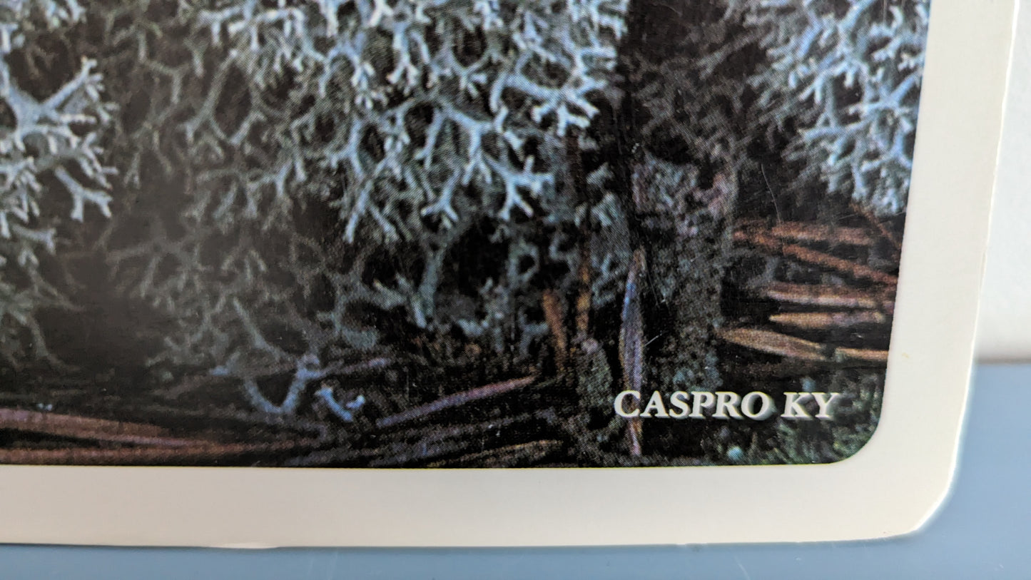Opetustaulu Metsä - Seinäsammal, Kerrossammal, Kynsisammal ja Palleroporonjäkälä