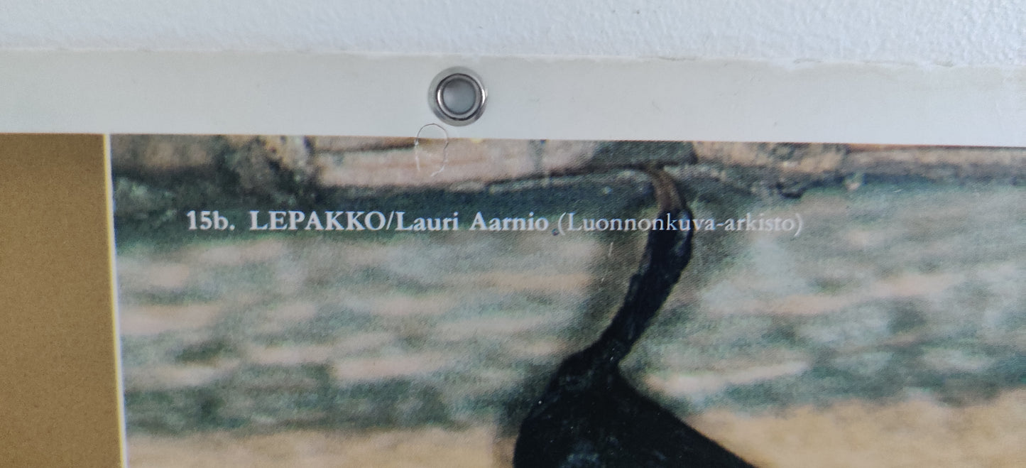 Opetustaulu - Lepakko