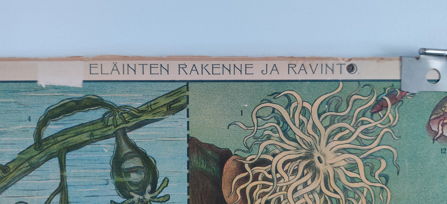 Opetustaulu - Eläinten Rakenne ja Ravinto (Onteloeläimiä)