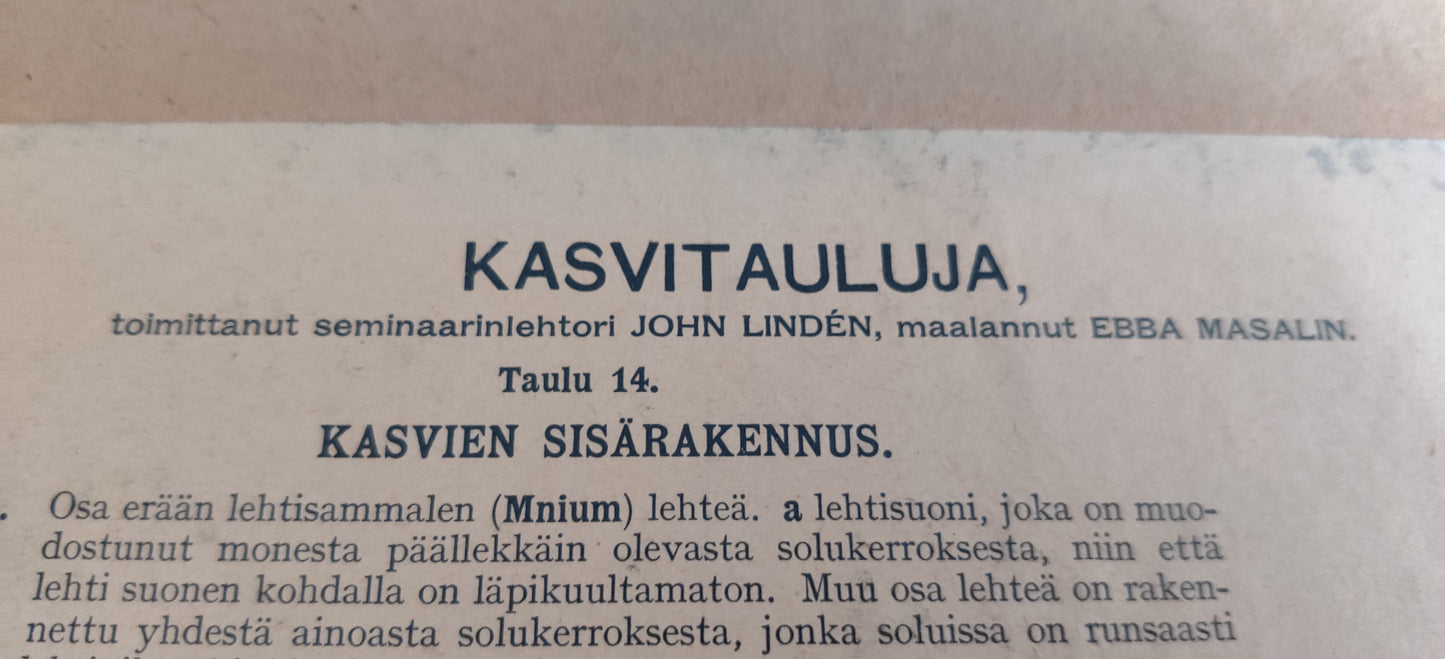 Opetustaulu - Kasvitauluja 14, Kasvien Sisärakennus (Ebba Masalin)