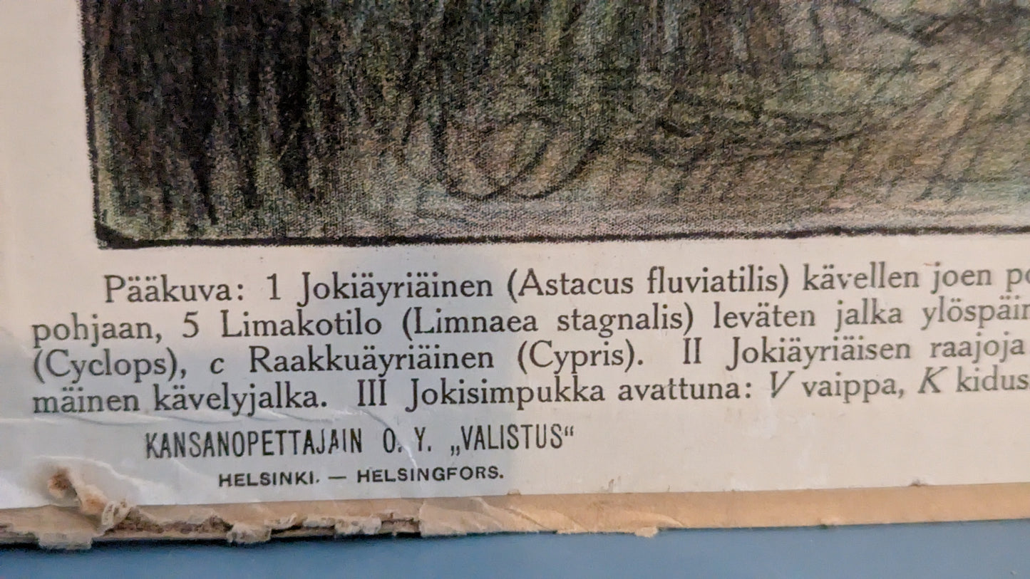 Opetustaulu - Vesieläimiä (Eläintieteellisiä Tauluja Nro 5, 1915)