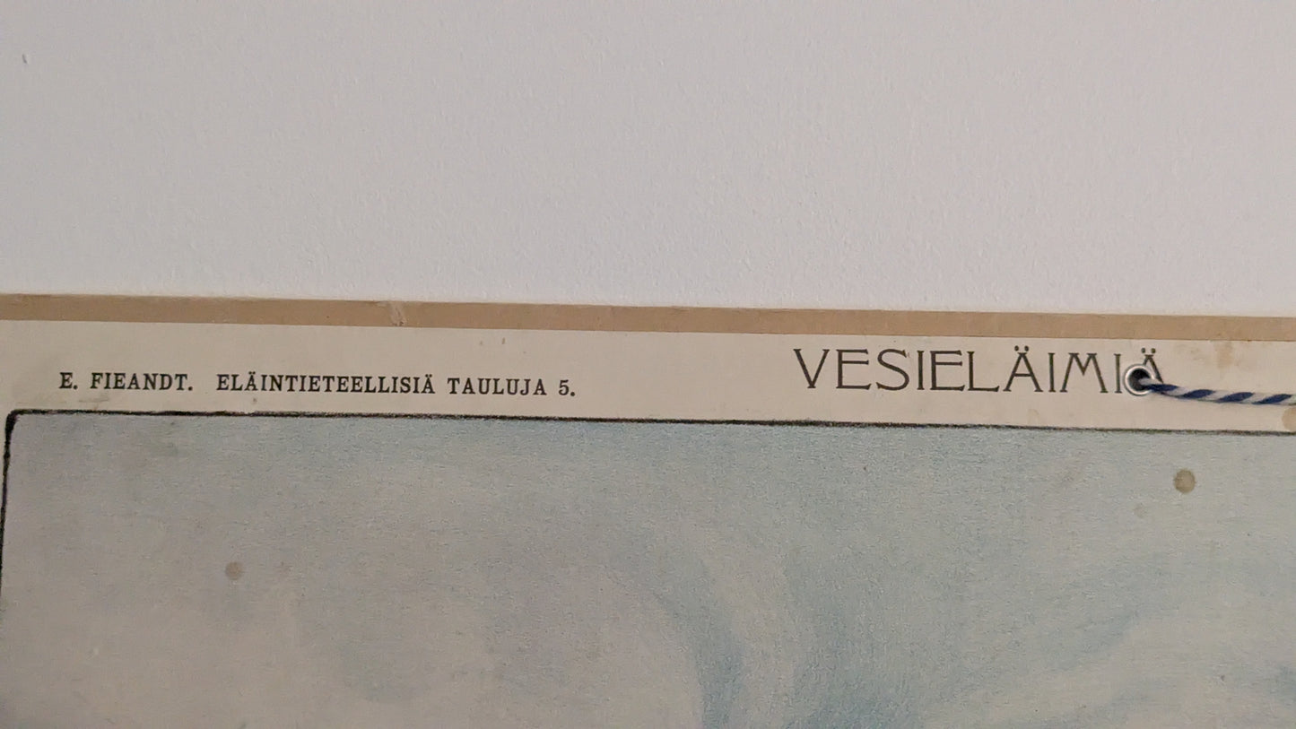 Opetustaulu - Vesieläimiä (Eläintieteellisiä Tauluja Nro 5, 1915)