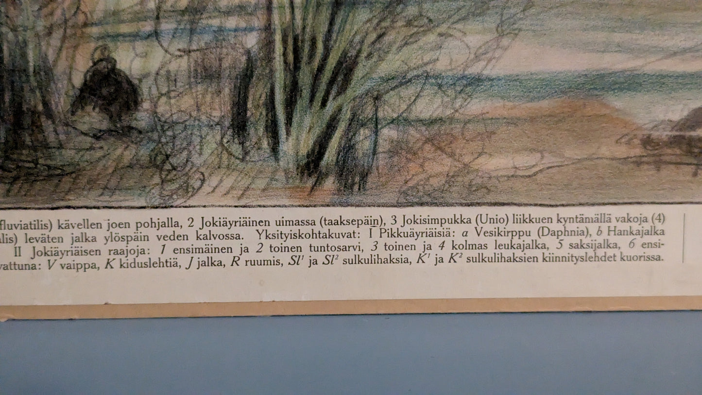 Opetustaulu - Vesieläimiä (Eläintieteellisiä Tauluja Nro 5, 1915)