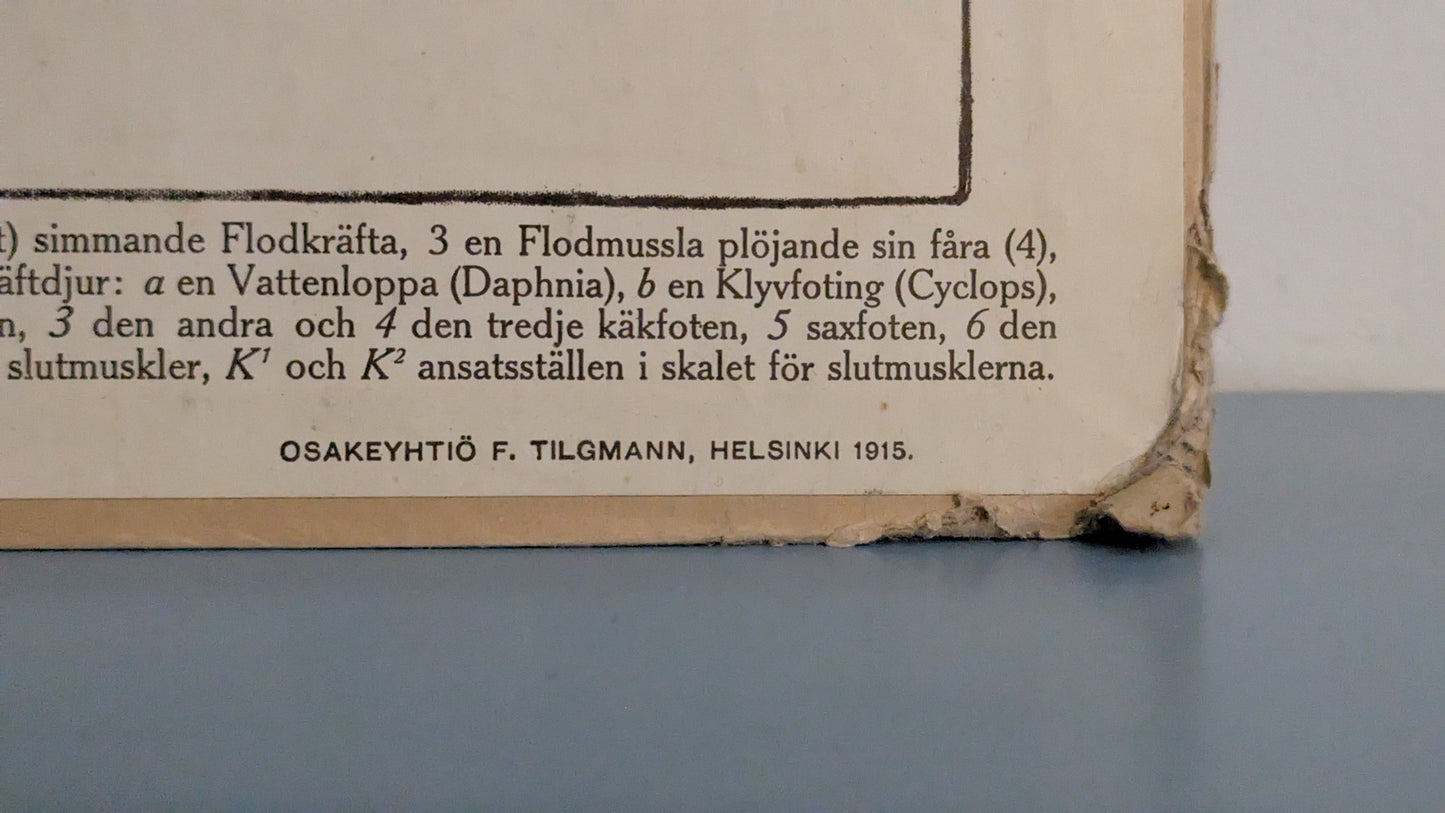 Opetustaulu - Vesieläimiä (Eläintieteellisiä Tauluja Nro 5, 1915)