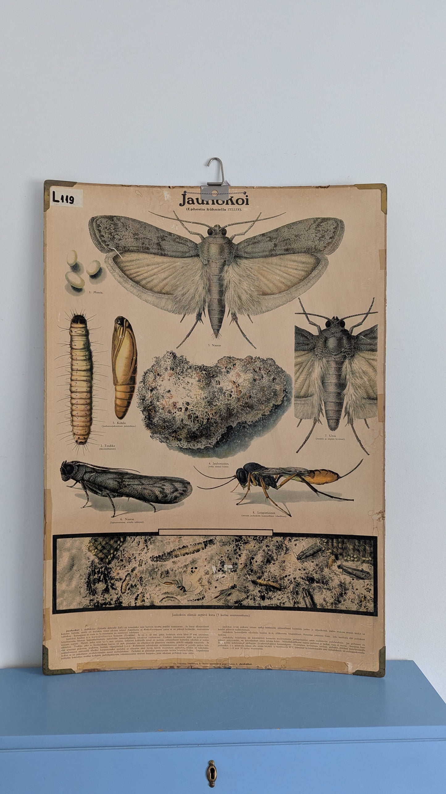 Opetustaulu - Jauhokoi (Tuholaiskuvia II)