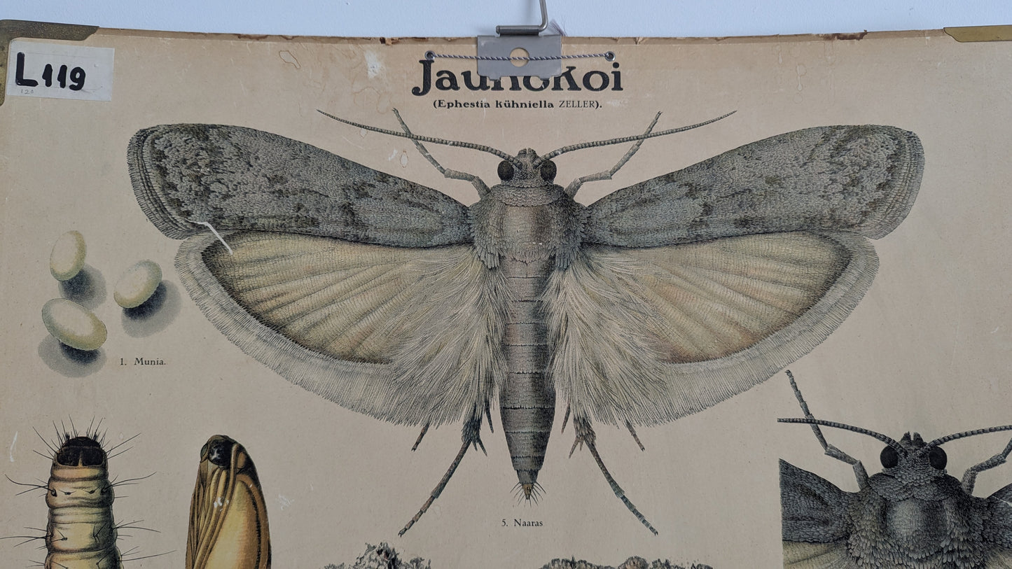 Opetustaulu - Jauhokoi (Tuholaiskuvia II)