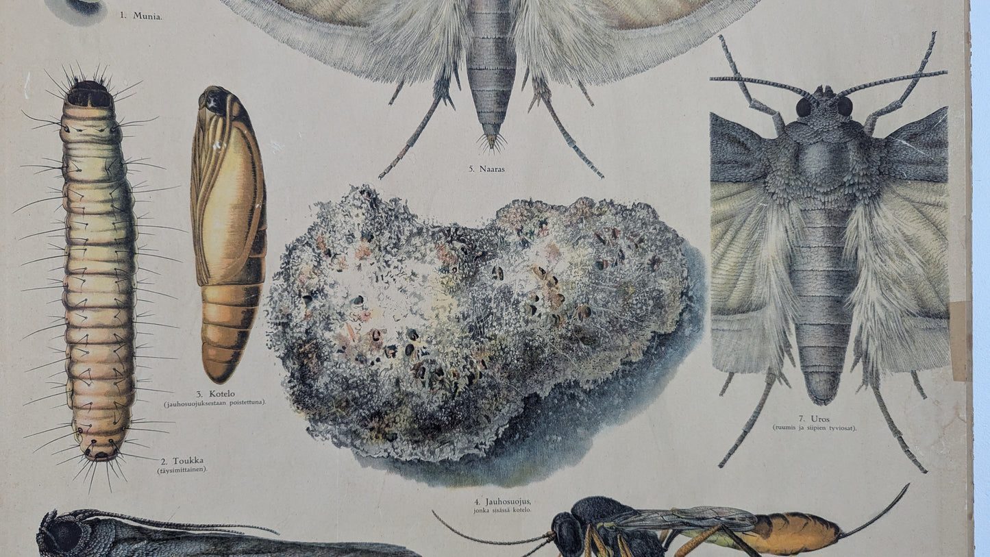 Opetustaulu - Jauhokoi (Tuholaiskuvia II)