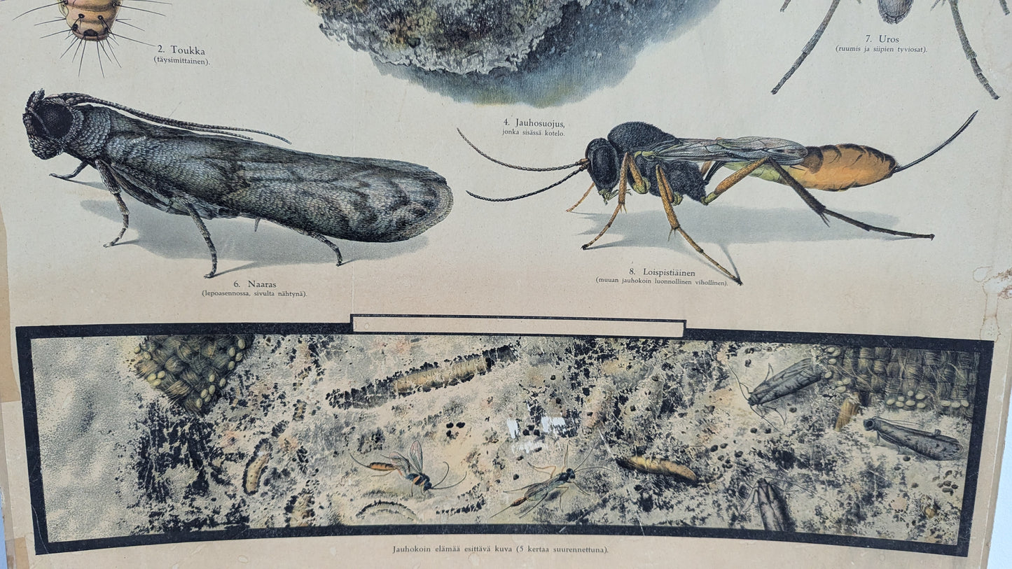 Opetustaulu - Jauhokoi (Tuholaiskuvia II)