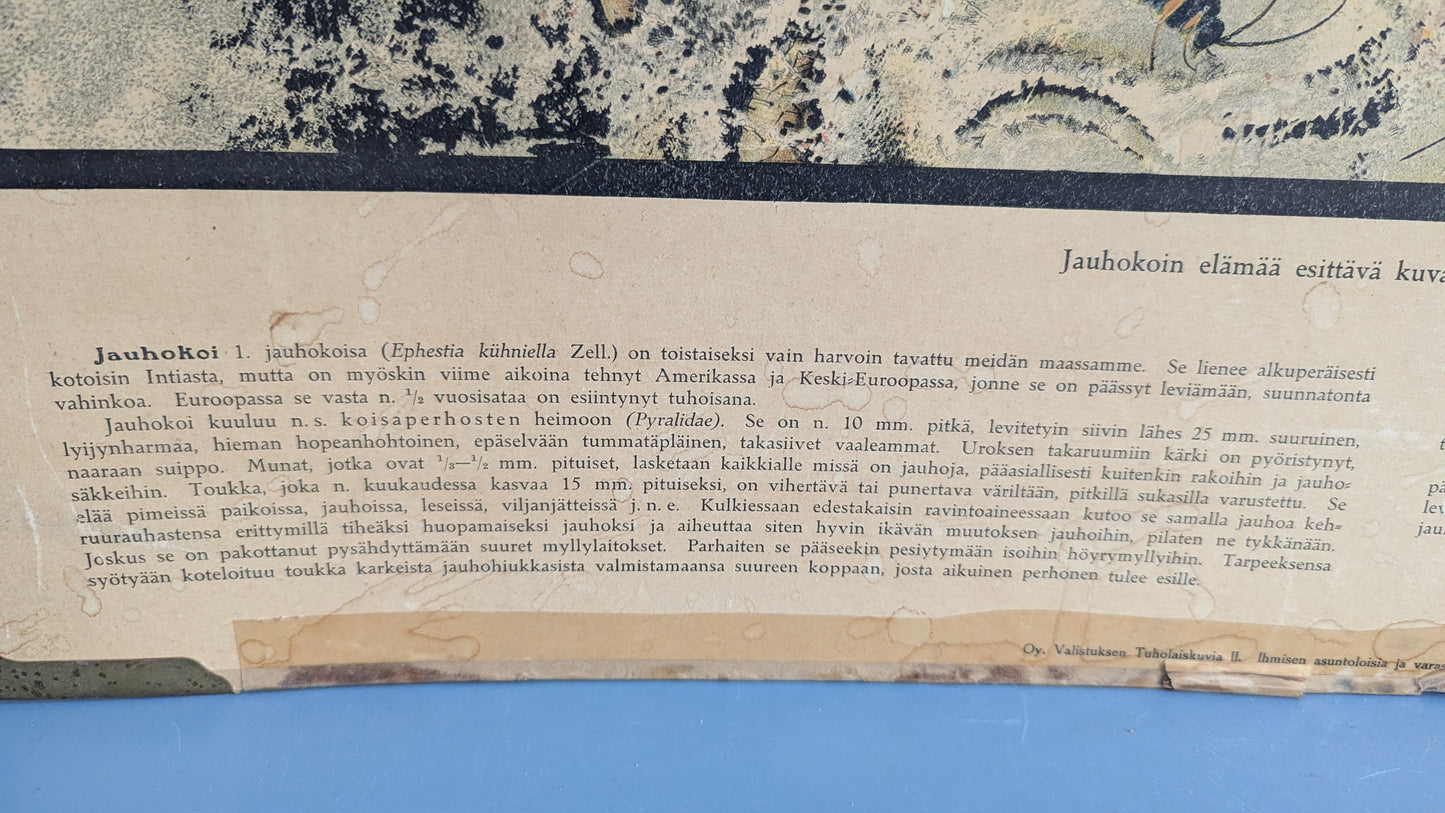 Opetustaulu - Jauhokoi (Tuholaiskuvia II)