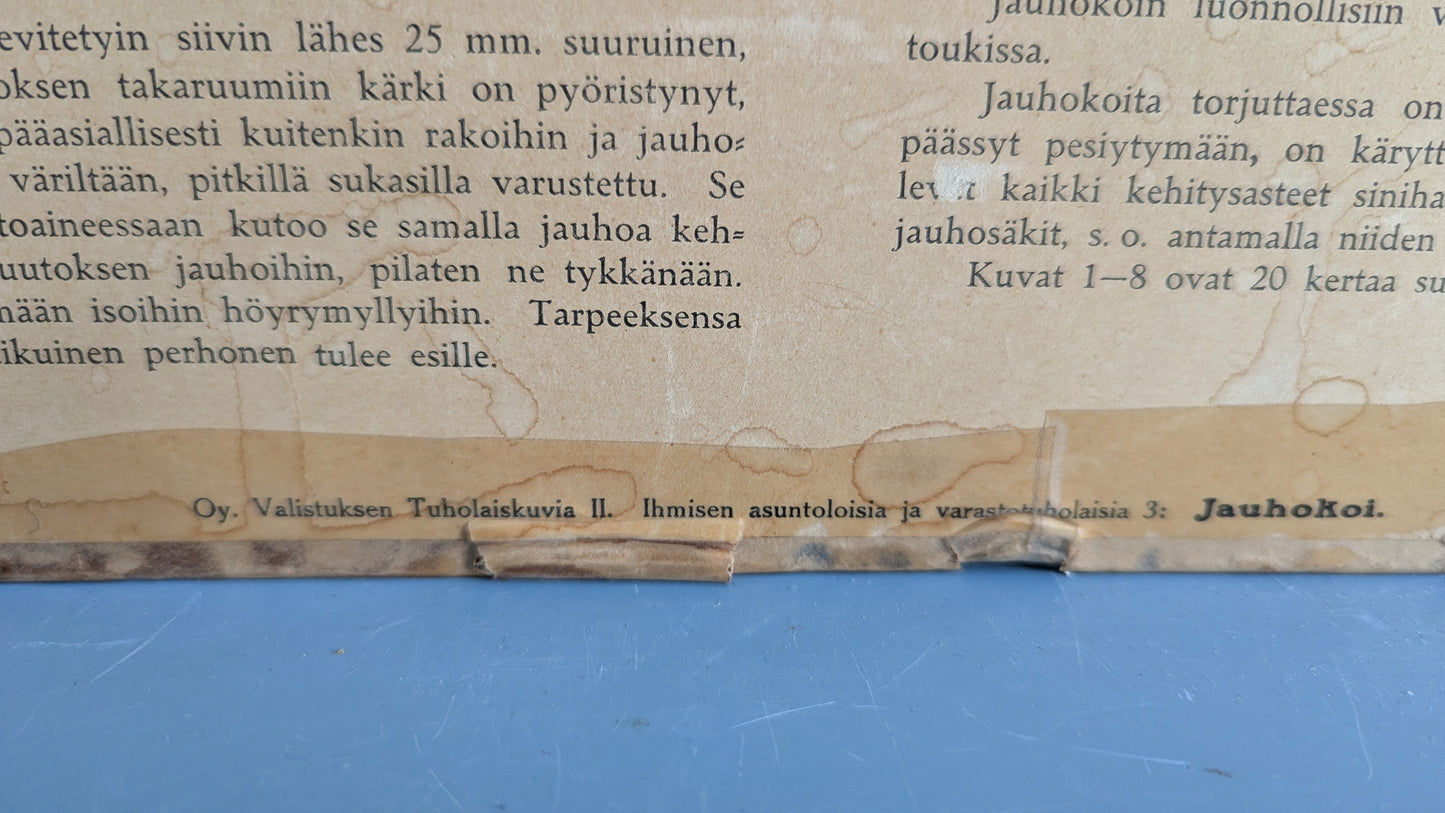 Opetustaulu - Jauhokoi (Tuholaiskuvia II)