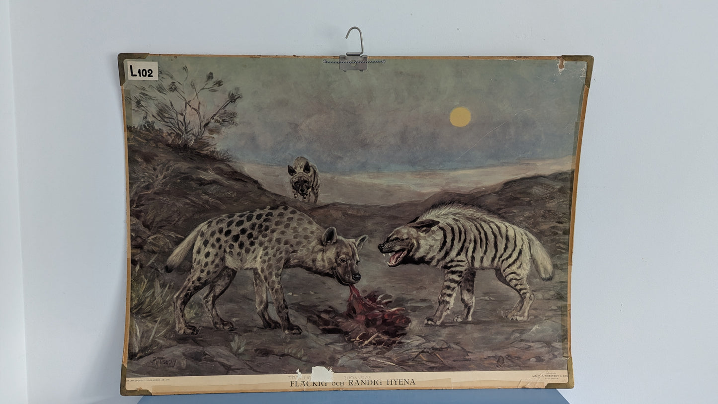 Opetustaulu - Täplikäs ja Juovikas Hyeena (1948)