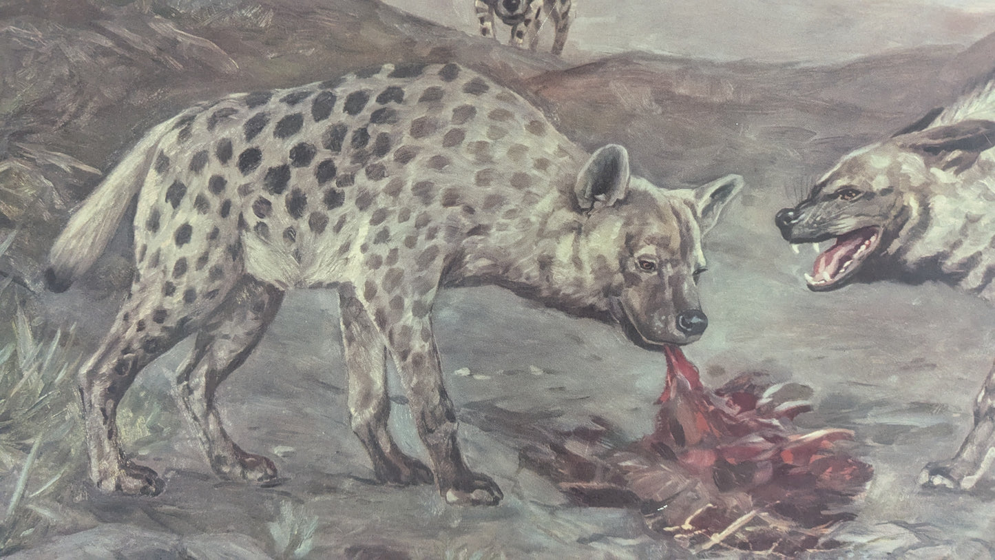 Opetustaulu - Täplikäs ja Juovikas Hyeena (1948)