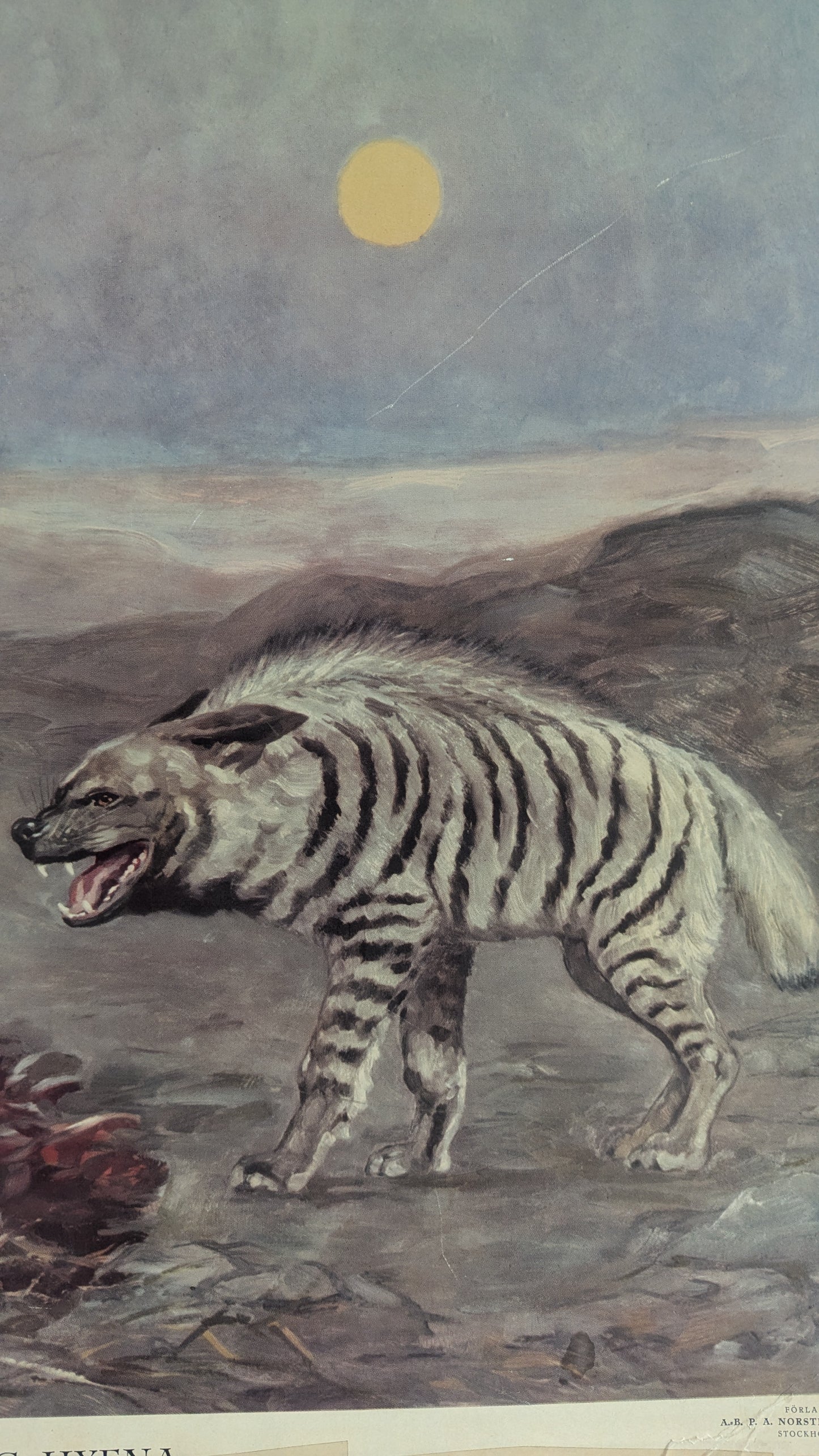 Opetustaulu - Täplikäs ja Juovikas Hyeena (1948)