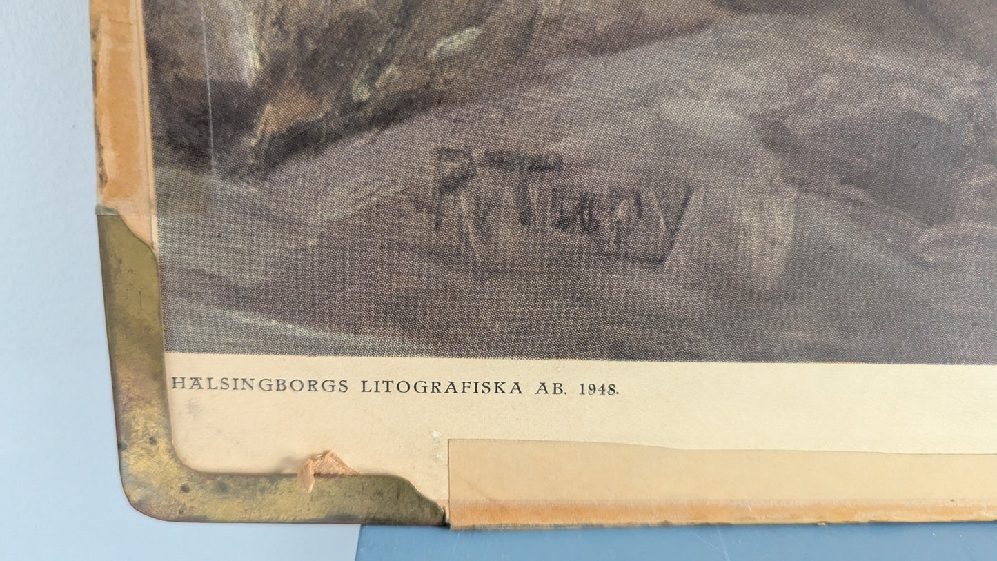 Opetustaulu - Täplikäs ja Juovikas Hyeena (1948)