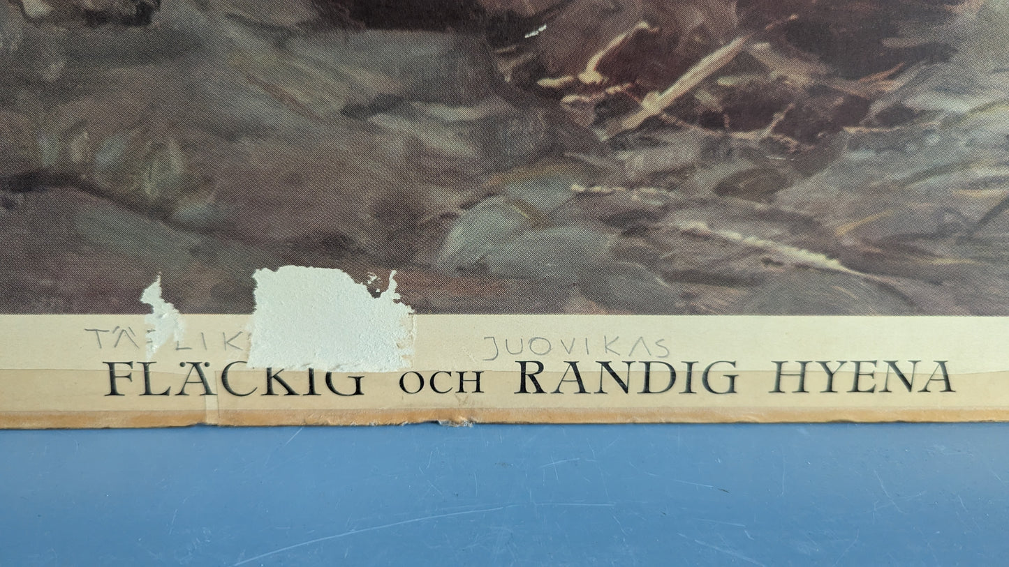 Opetustaulu - Täplikäs ja Juovikas Hyeena (1948)