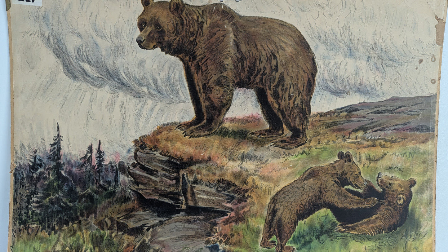 Opetustaulu - Karhu (Ruotsalaisten Eläinten Kuvia)