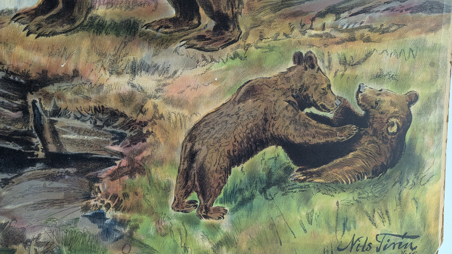 Opetustaulu - Karhu (Ruotsalaisten Eläinten Kuvia)