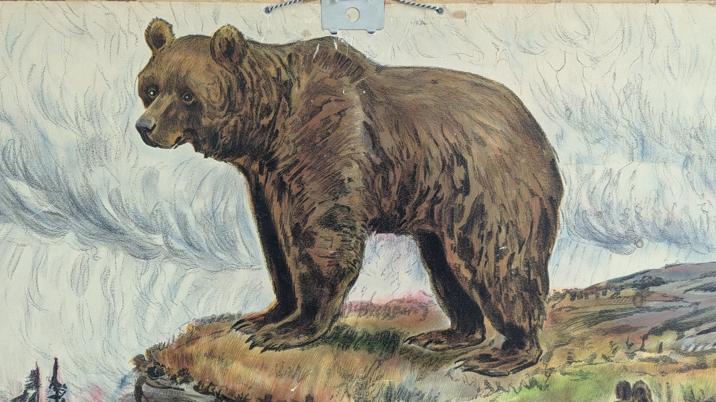 Opetustaulu - Karhu (Ruotsalaisten Eläinten Kuvia)