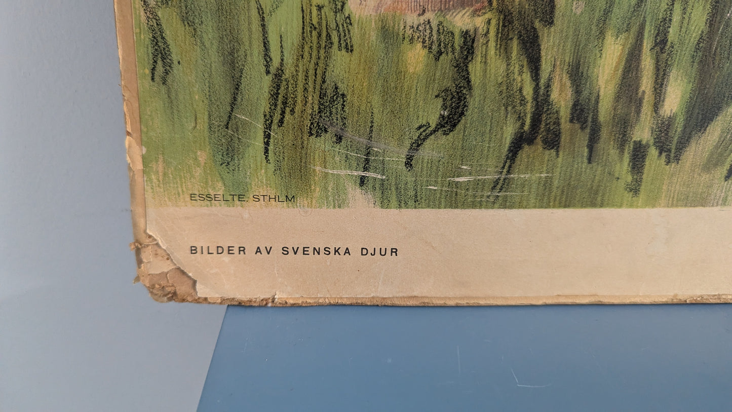 Opetustaulu - Karhu (Ruotsalaisten Eläinten Kuvia)