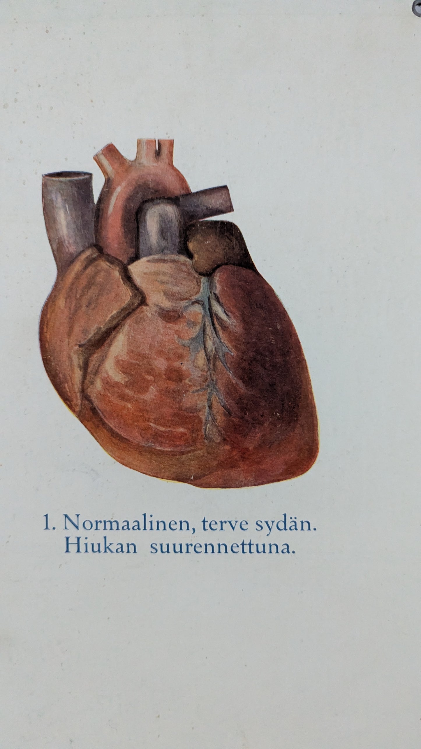 Opetustaulu - Valistuksen Raittiusanatominen Kuvasarja No 1