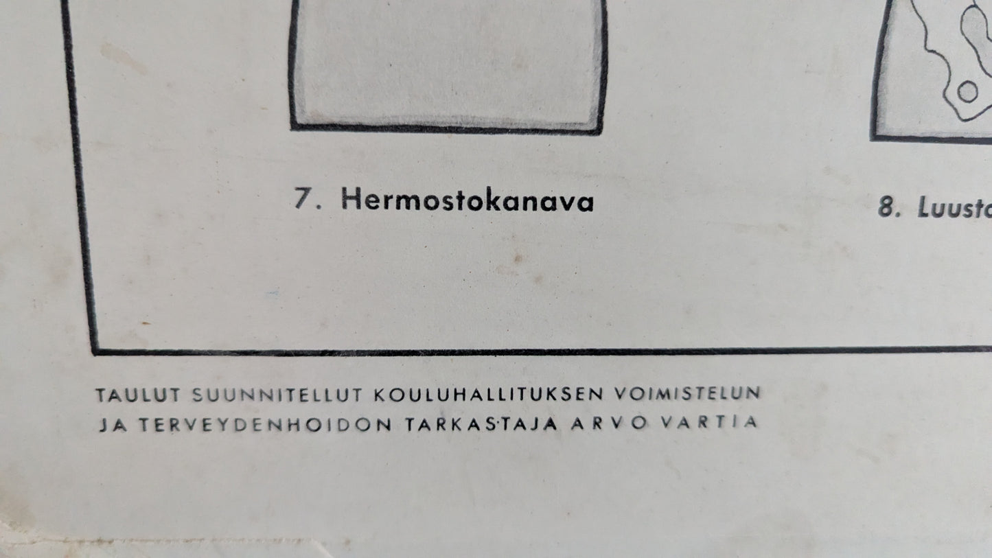 Opetustaulu - Terveysopillisia Tauluja I (Arvo Vartia)