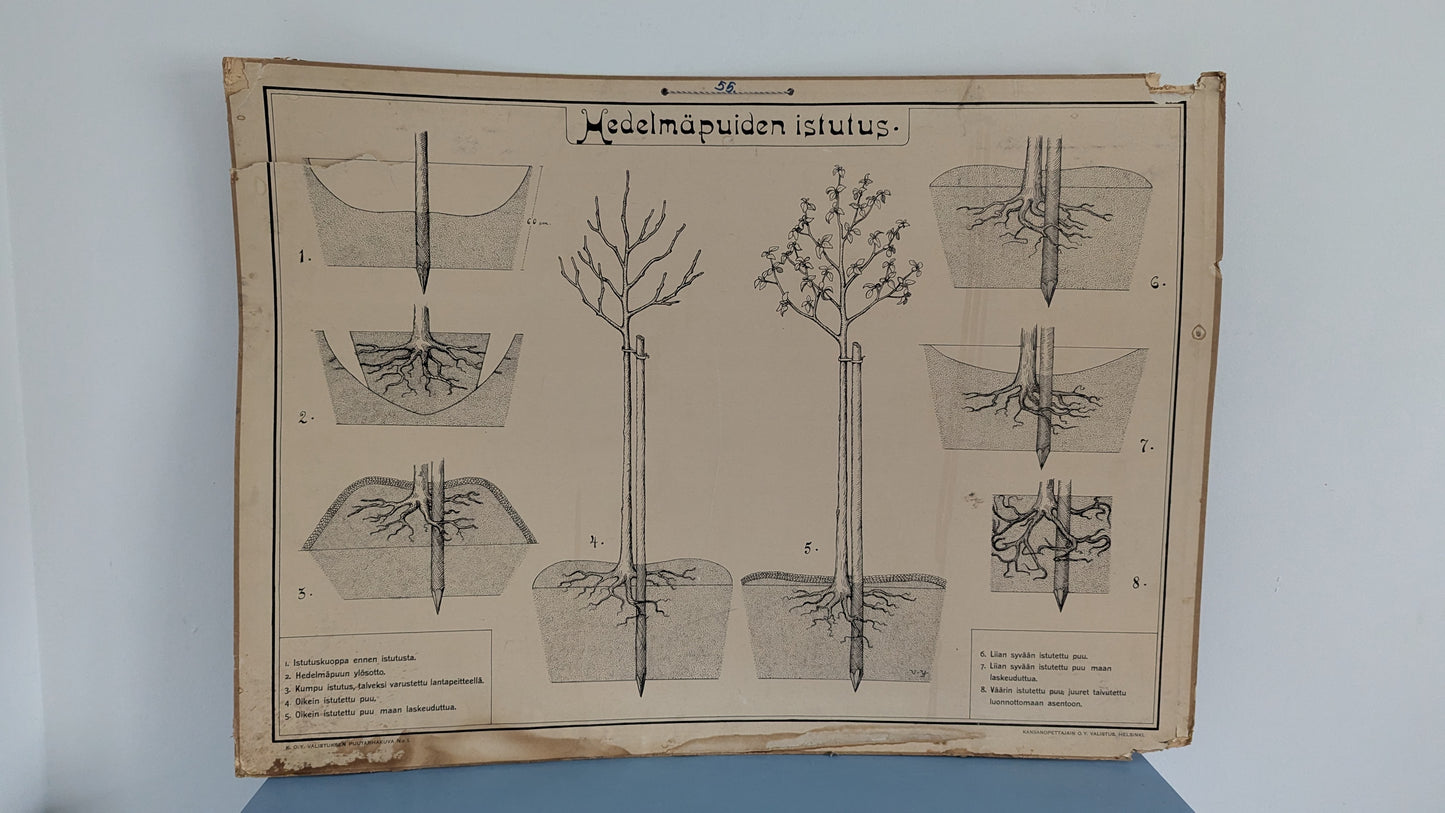 Opetustaulu - Valistuksen Puutarhakuva No. 1 / Hedelmäpuiden Istutus