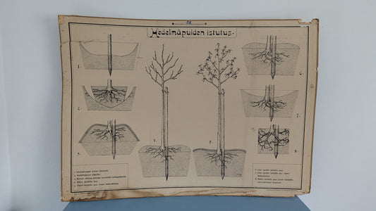 Opetustaulu - Valistuksen Puutarhakuva No. 1 / Hedelmäpuiden Istutus