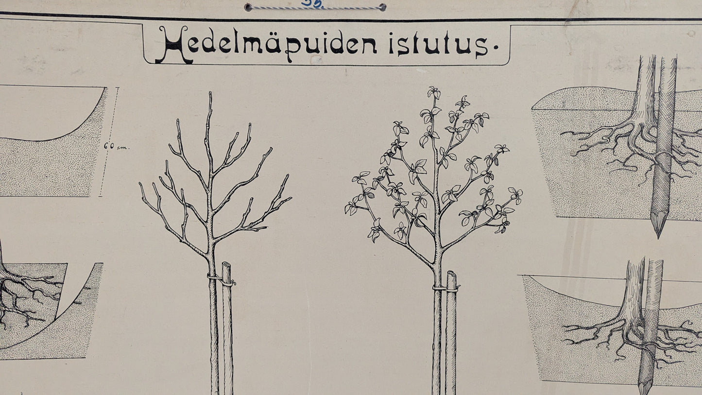 Opetustaulu - Valistuksen Puutarhakuva No. 1 / Hedelmäpuiden Istutus
