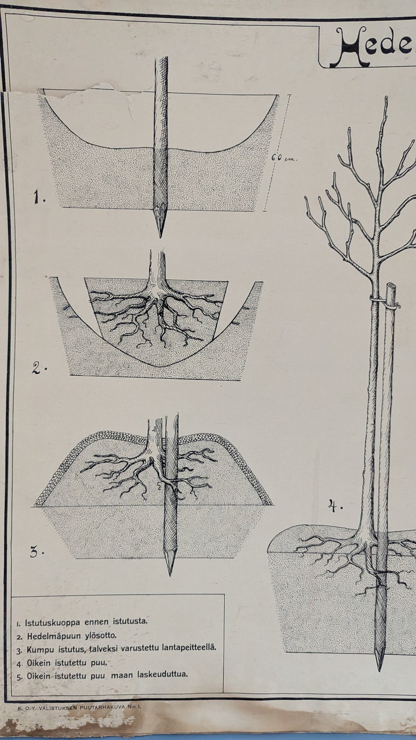 Opetustaulu - Valistuksen Puutarhakuva No. 1 / Hedelmäpuiden Istutus