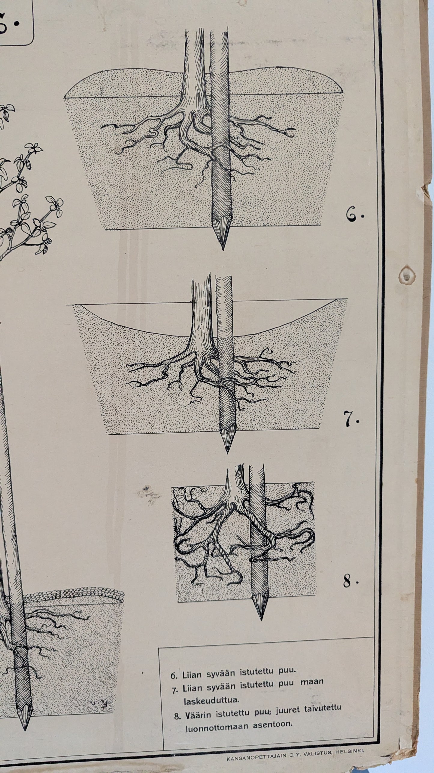 Opetustaulu - Valistuksen Puutarhakuva No. 1 / Hedelmäpuiden Istutus