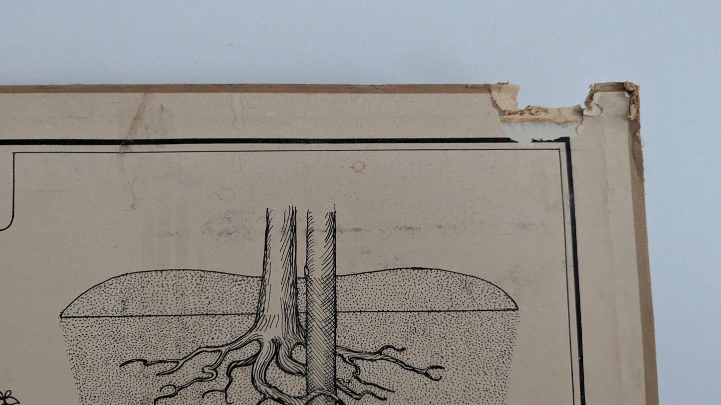 Opetustaulu - Valistuksen Puutarhakuva No. 1 / Hedelmäpuiden Istutus