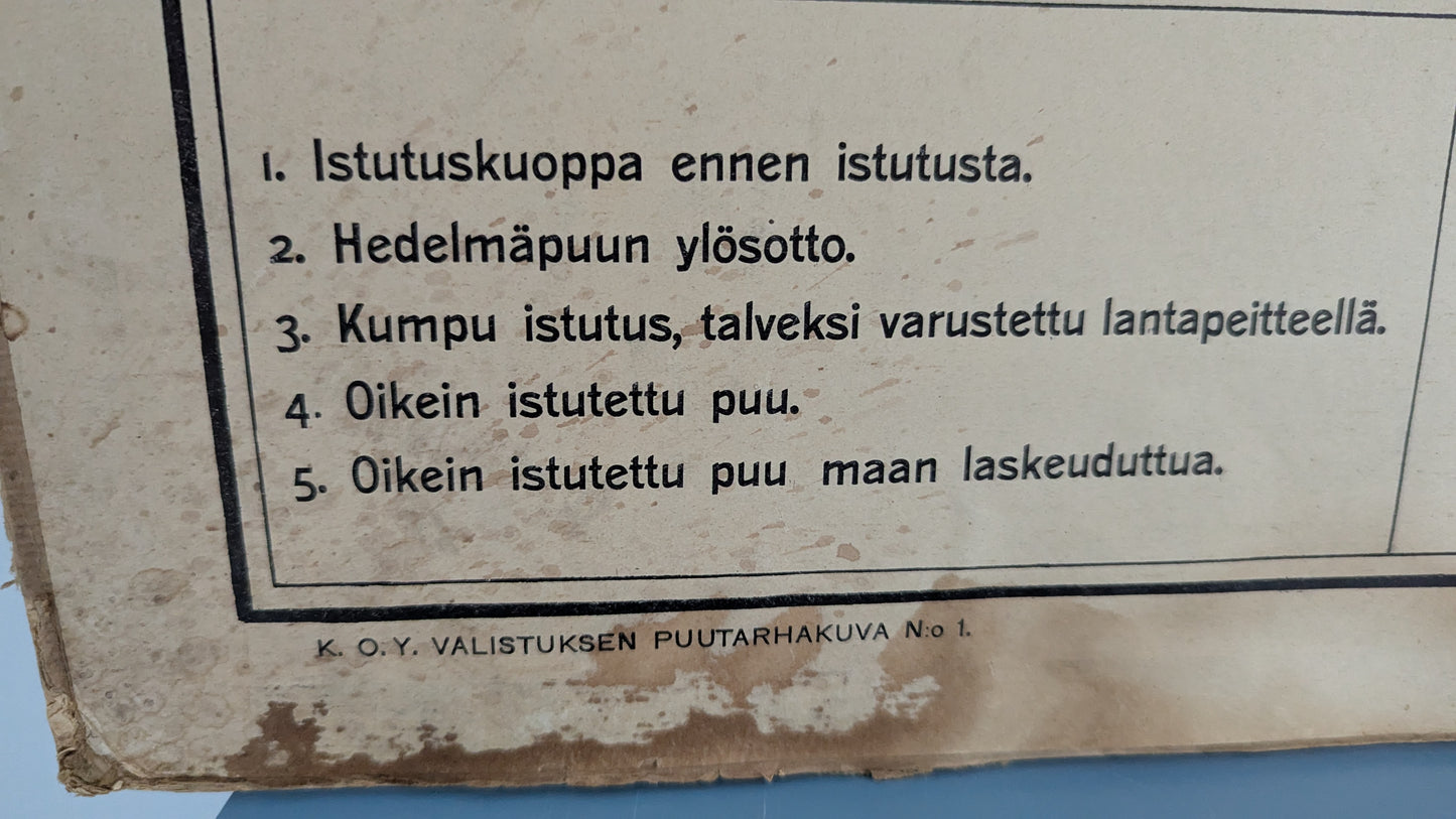 Opetustaulu - Valistuksen Puutarhakuva No. 1 / Hedelmäpuiden Istutus