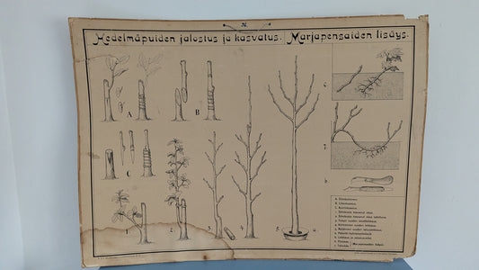 Opetustaulu - Valistuksen Puutarhakuva No. 2