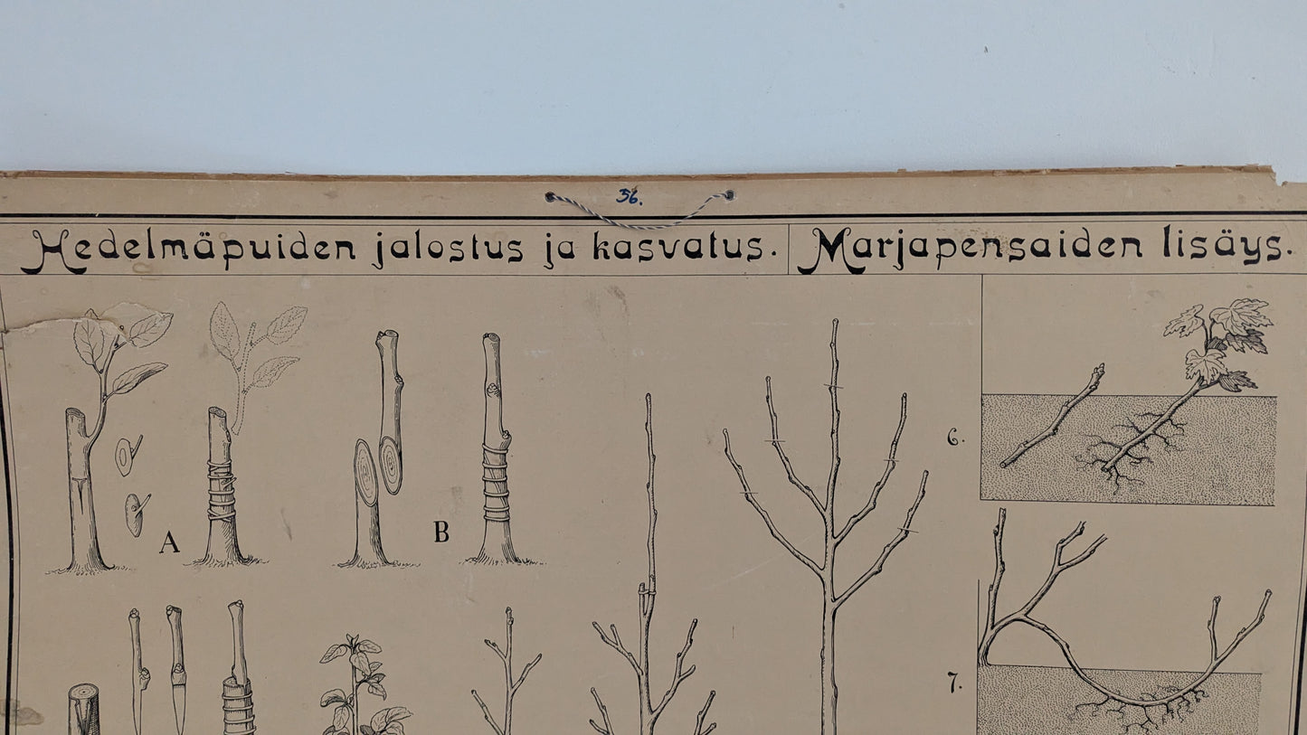 Opetustaulu - Valistuksen Puutarhakuva No. 2