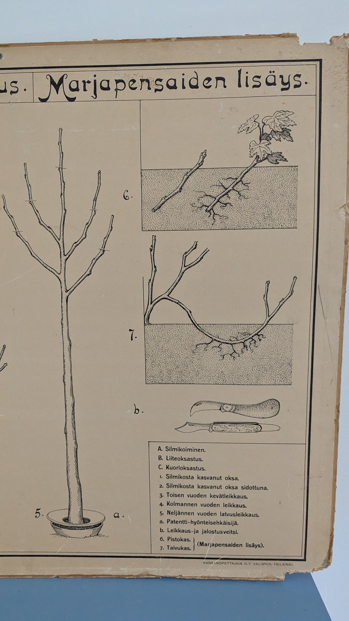 Opetustaulu - Valistuksen Puutarhakuva No. 2