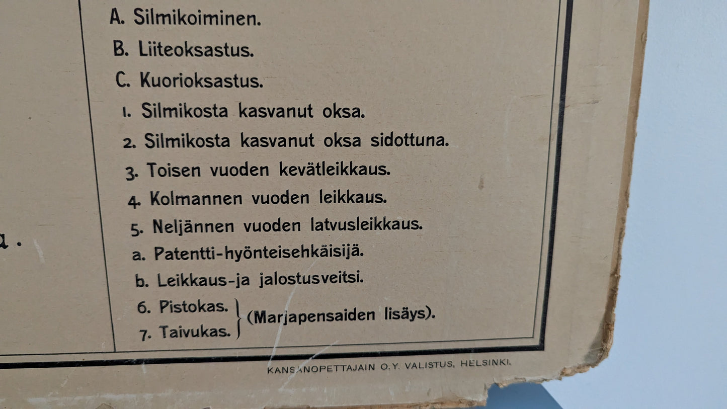 Opetustaulu - Valistuksen Puutarhakuva No. 2