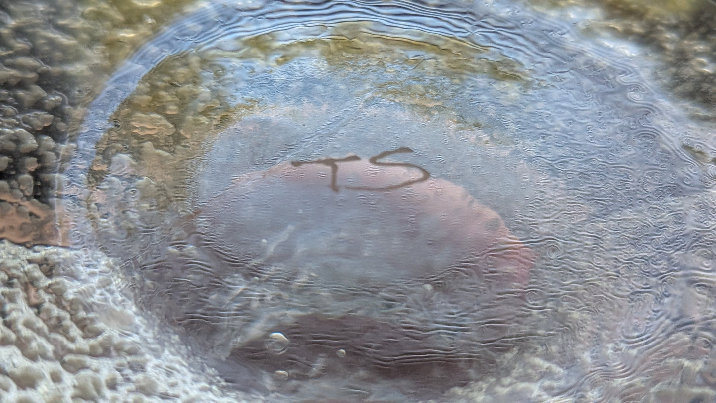 Iittala Festivo Kynttilänjalka (4-solmua, Signeerattu, Timo Sarpaneva)