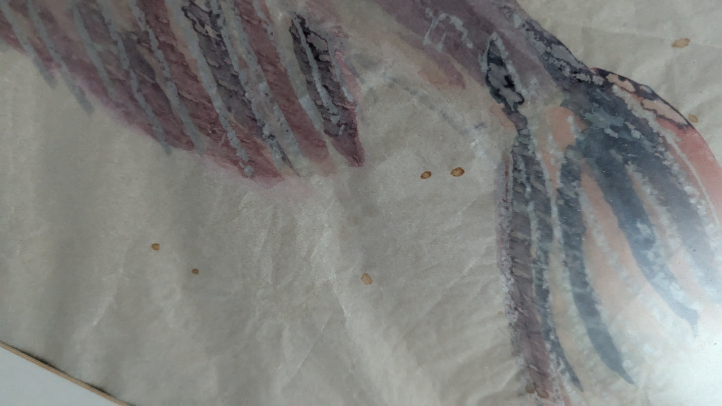 Signeeraamaton Kala Aiheinen Akvarellimaalaus